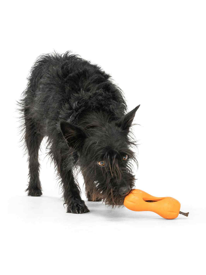 Scruffy Terrier playing with West Paw Quizl Treat Puzzle Toy  with a Bully Stick inside