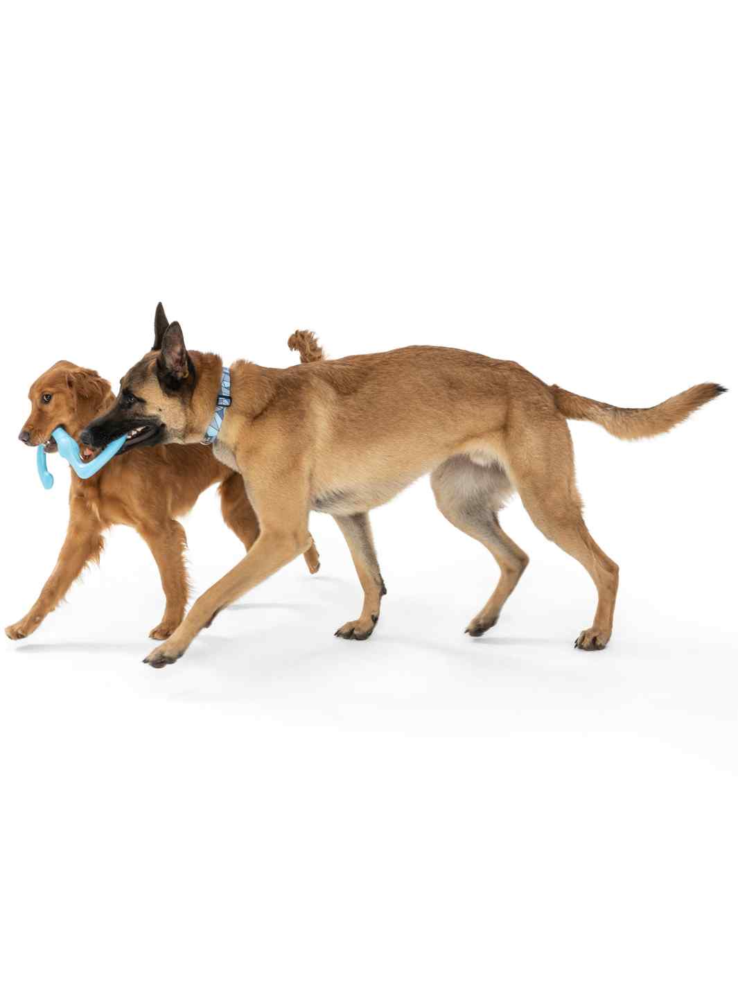 A German Shepherd and a Golden Retriever playing tug with a  West Paw Bumi dog toy
