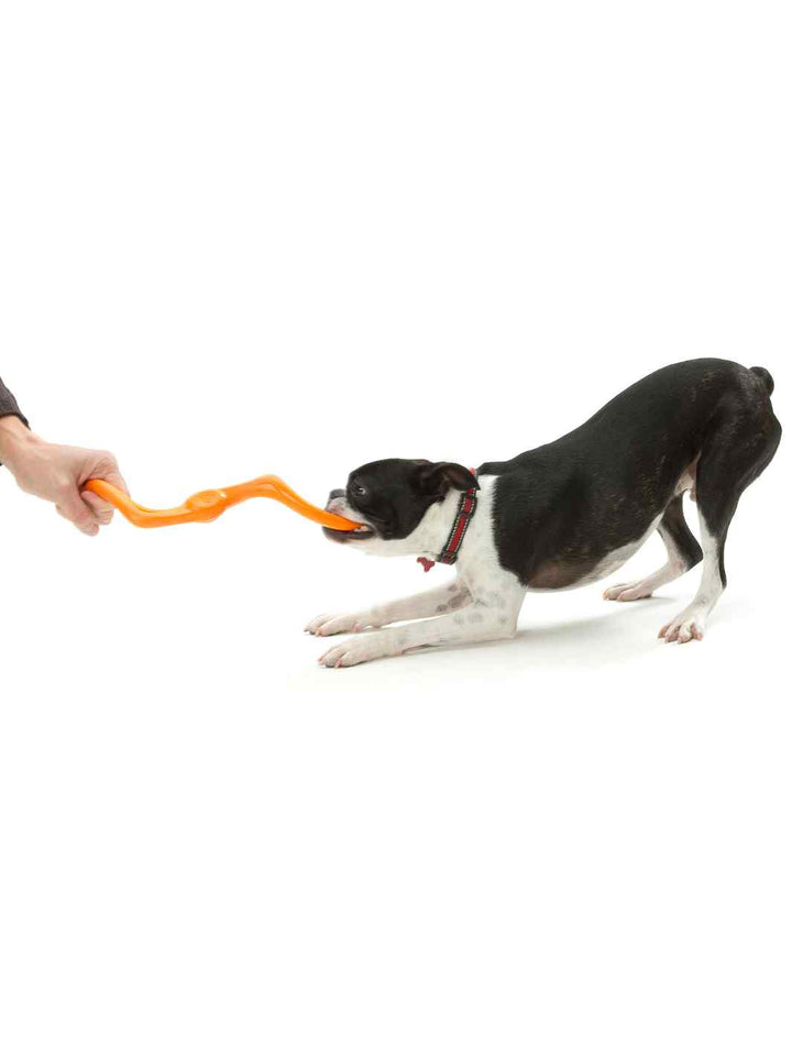 A Boston Terrier playing tug of war with a West Paw Bumi dog toy